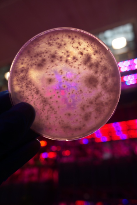 A reishi liquid culture tested on a Petri dish (Amsterdam)