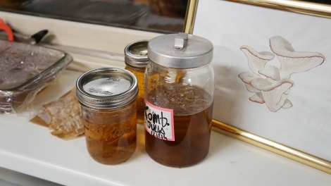 Kombucha cultures given to me by Julia Krayer